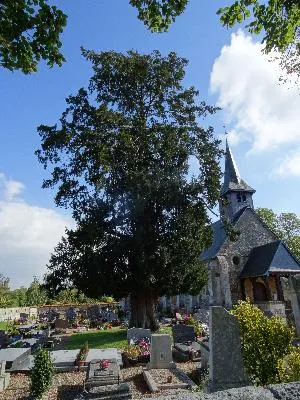 Buis du cimetière d'Honguemare-Guenouville
