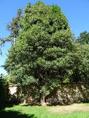 Chêne liège du Château d'Harcourt