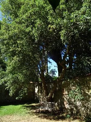 Chêne liège du Château d'Harcourt