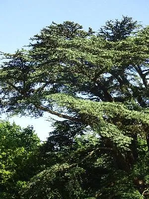 Cèdre du Liban dans le parc du château de Fontaine-la-Soret
