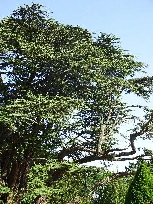 Cèdre du Liban dans le parc du château de Fontaine-la-Soret