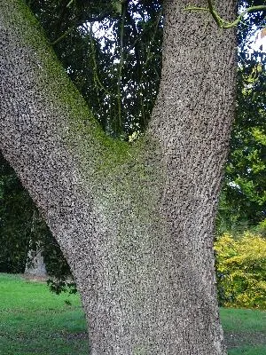 Chêne vert remarquable du Château d'Harcourt