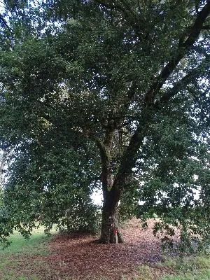 Chêne vert remarquable du Château d'Harcourt