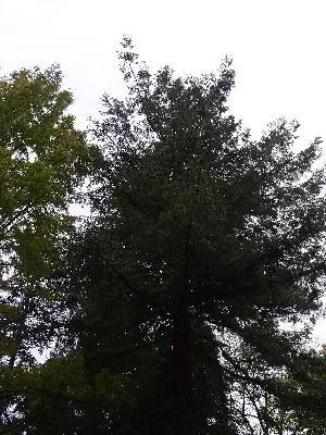 Métaséquoia remarquable du Château d'Harcourt