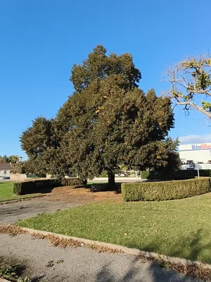 Arbre de la Liberté à Beaumont-le-Roger