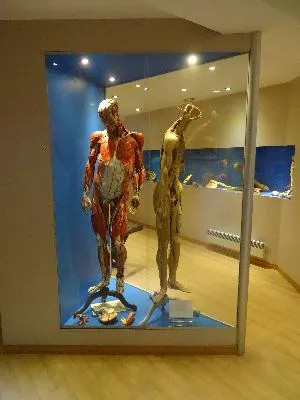 Musée de l'Ecorché d'Anatomie au Neubourg